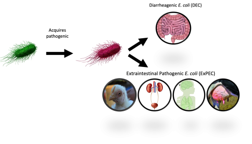 antibacterial_approaches